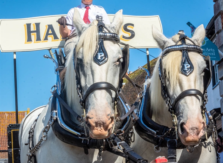 HARVEYS DRAY HORSES